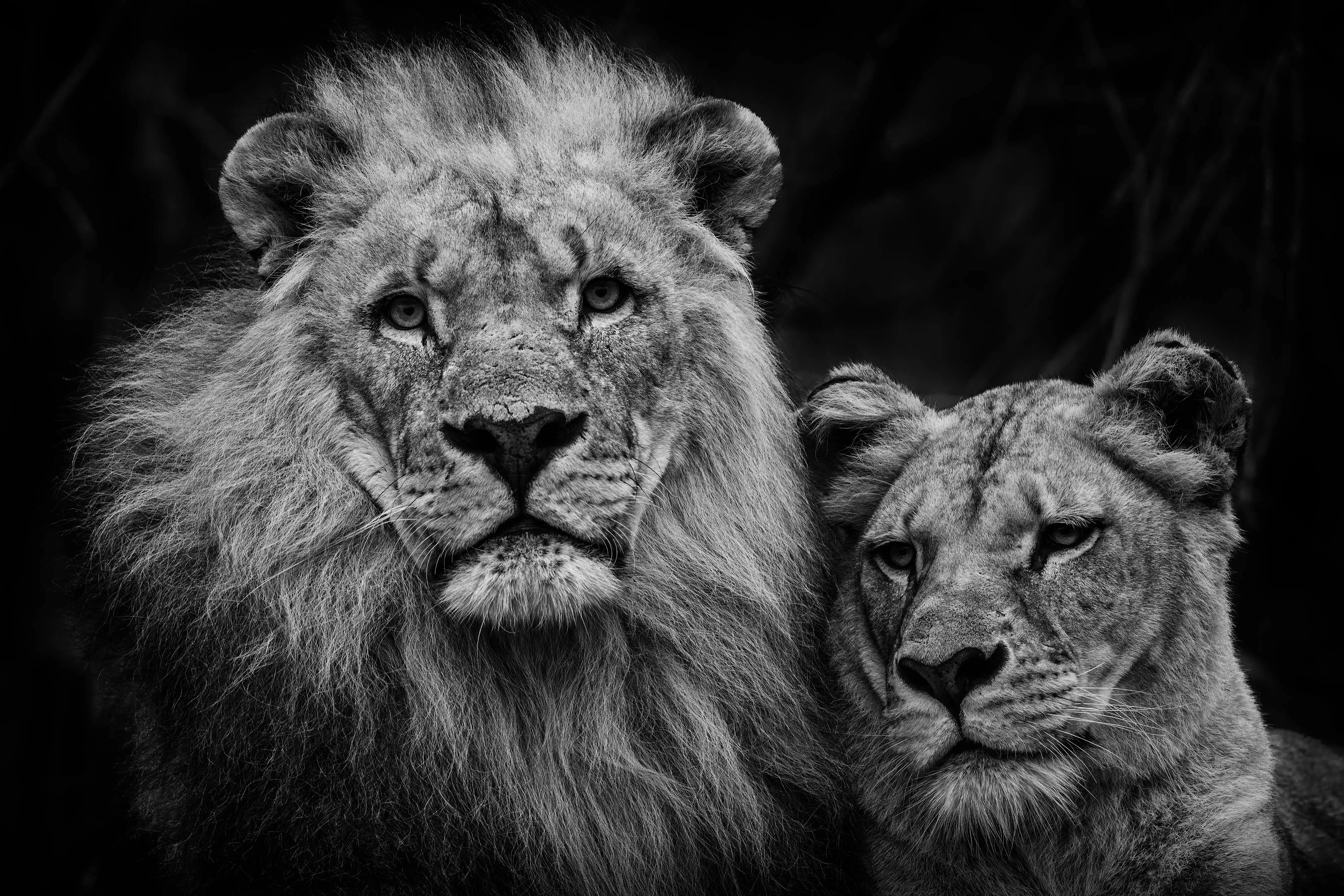 Lion Couple