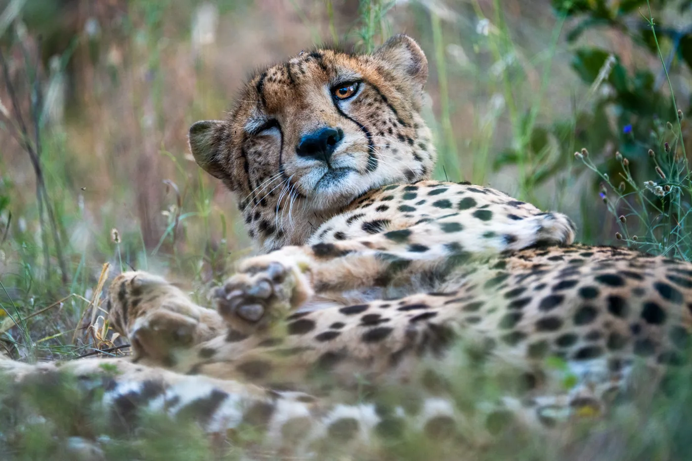A cheetah resting in grass