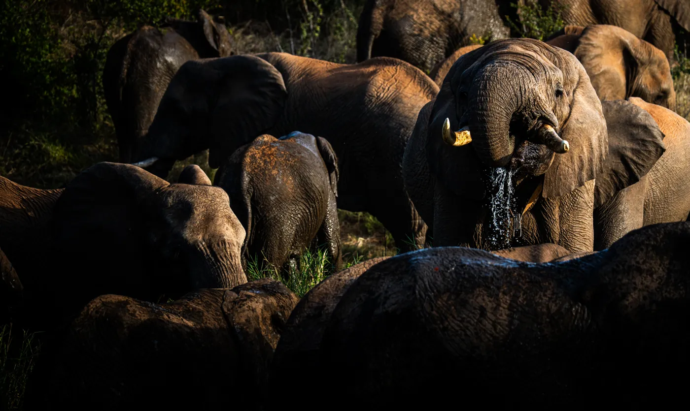 Elephants at night
