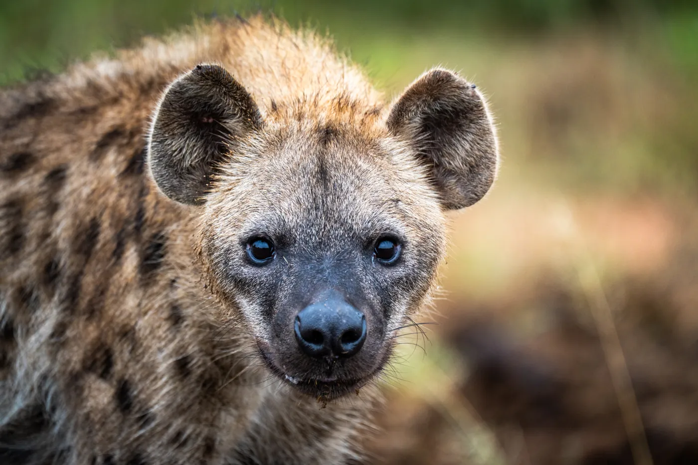 A spotted hyena looking at the camera