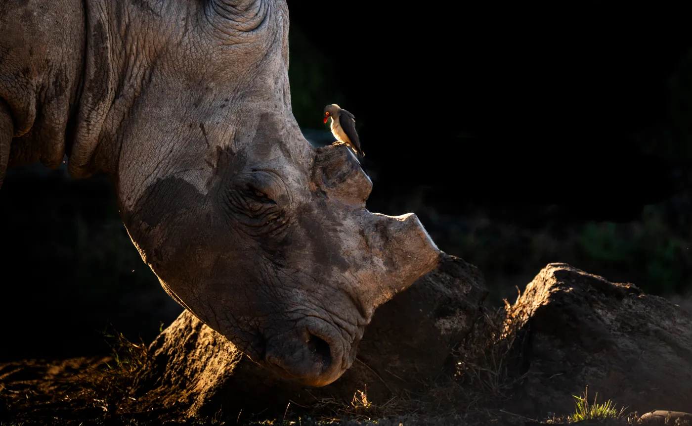 A rhino in low light