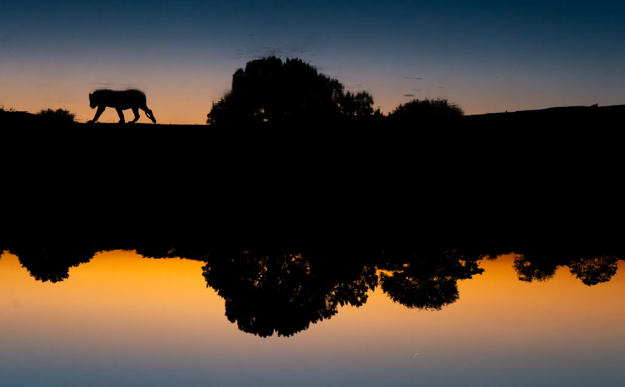A lone animal silhouetted against a dusk sky, reflected in a waterhole at Selati Game Reserve